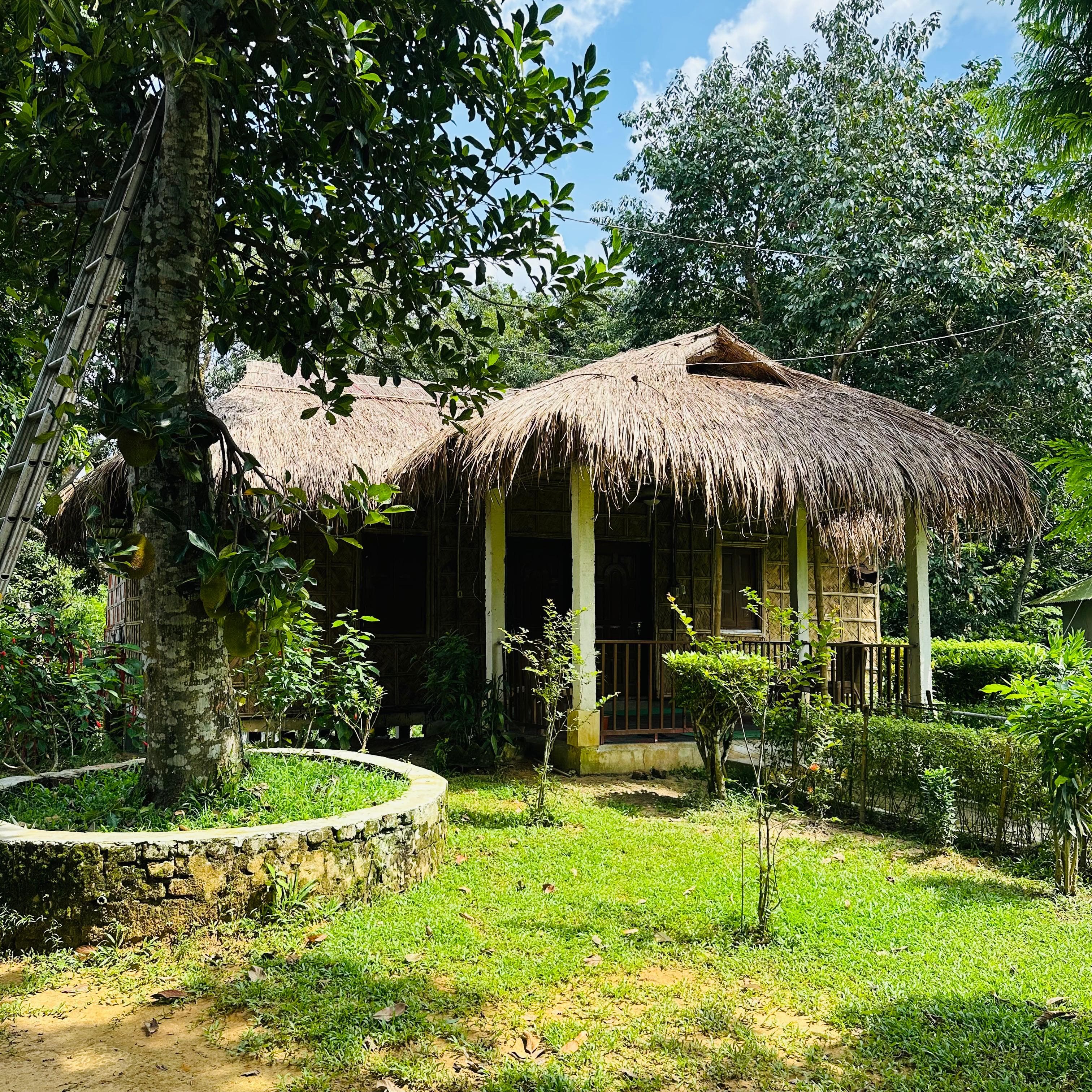 The Shokuntola Family Cottage at Litchibari Eco Resort, a thatched-roof cottage set beside a tea garden