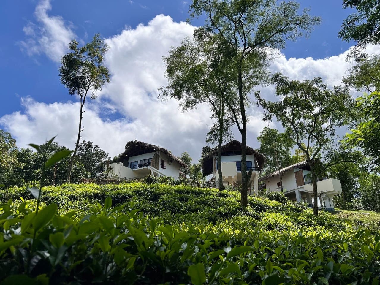 Three thatched-roof cottages at Tilagaon Eco Village seen from below, rising above a tea garden slope